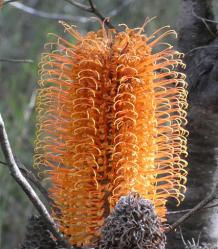 Banskia flower Garigal National Park, NSW